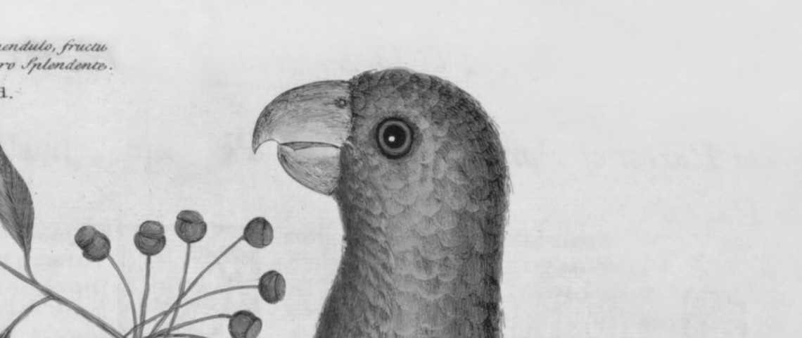 Grems Gibsons. “Naktsgaldiņa grāmata par putniem: putnu pasaules krikumi”