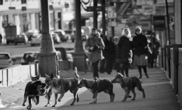 Maskavas klaiņojošie suņi