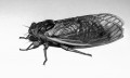 Vecākā dabas mandolīna