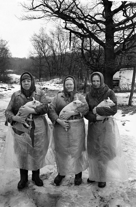 Manas mīļās cūkkopes Frosja Voronova, Ļuba Peresipkina, Ņina Gavrilovska, kopš bērnības godīgi un tīri strādājošās brīnišķās krievu sievietes! Neviens, nekāda pret tautu laba vara nepaņems jūs rokās, kā jūs esat paņēmušas savus nomazgātos, apkoptos sivēntiņus. Ne īpaši jūs tai esat vajadzīgas. Ne bijušajai – “viss cilvēka labā”, ne nākamajai – “viss cilvēka vārdā”. Tām ir savas cūku fermas – sausas, gaišas, ar labu akustiku –, un cūkas tajās nepavisam nav tādas kā jūsējās. Un, ja jums radīsies jautājums “Uz ko cerēt?”, atbildiet: “Uz savām rokām un sirdīm.”