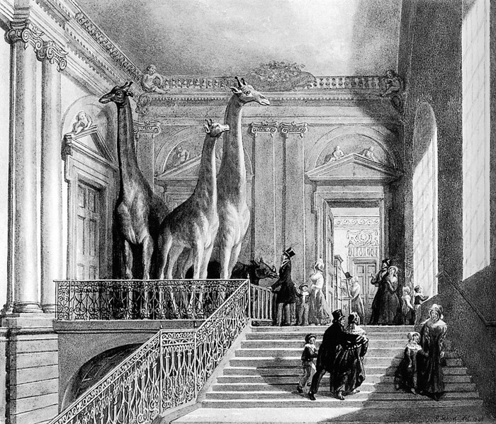 Izbāztas žirafes vecā Britu muzeja kāpnēs, 1845