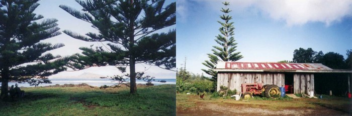 Norfolkas priedes