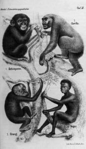 E. Gilča gravīra no Ernsta Hekeļa grāmatas Anthropogenie oder Entwicklungsgeschichte der Menschen