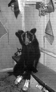 Lācis slidotājs. Maskavas cirks, 1979. gads (Foto: P. Vauthey -Sygma)