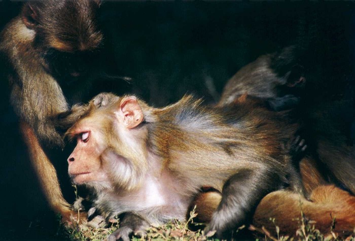 Mērkaķi ir labs treniņš — izturēdamies ļoti cilvēciski, viņi kustas reizes trīs ātrāk nekā cilvēki. Sanāk jaukas ģimenes bildes, viegli tiek ieskicēta tēma “māte un bērns” un beigu beigās izdodas noķert tēviņu ar stāvošu krāniņu. (Foto - Mārtiņš Grauds)