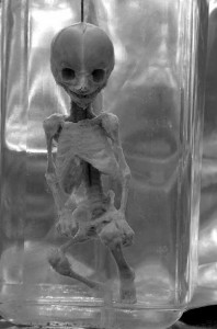 Eksponāts no Anatomijas  un antropoloģijas institūta kolekcijas