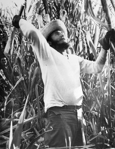 Fidels rādā priekšzīmi, kā jānovāc cukurniedres. (Foto: Corbis)