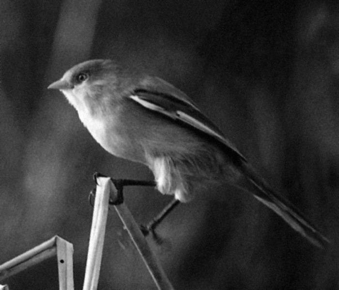 Pēc Māra Strazda ziņām, “Latvijā bārdas zīlīte pirmo  reizi atrasta 1960. gada ziemā Kuivižu niedrājā.  Pirmā ligzda atrasta 1973. gadā Papes ezerā,  1975. liels skaita pieaugums, atrasta daudzās vietās,  pēc 1978./79. gada ziemas spējš kritums, kopš  90. gadiem piemērotās vietās lielā skaitā.  Izplatību ierobežo tikai ziemas bargums, jo dzīvo  uz vietas un pārtiek no niedru sēklām.” (Foto - Viesturs Klimpiņš)
