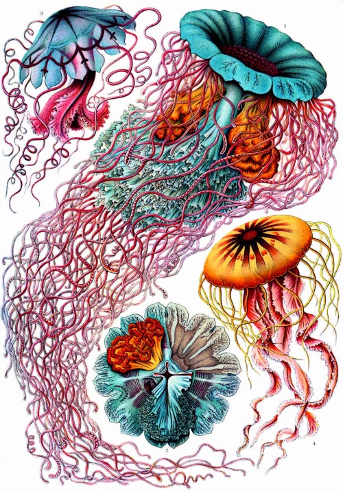 Ernsta Hekela ilustrācija grāmatai Dabas mākslinieciskās formas (1899). Centrālā vieta atvēlēta medūzai Desmonema Annasethe, kuru Hekels nosauca mirušās sievas vārdā.