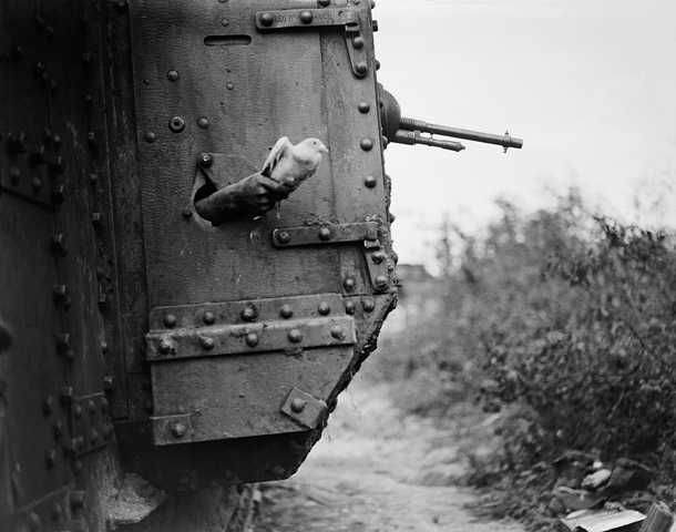 Britu armijas tankists pa tanka šaujamlūku izlaiž pasta balodi, 1918 (Foto: Imperial War Museum, London)